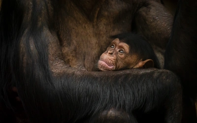 Product afbeelding: ZOO Antwerpen