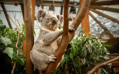 Product afbeelding: ZOO Planckendael