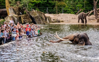 Product afbeelding: ARTIS-Park tickets met korting