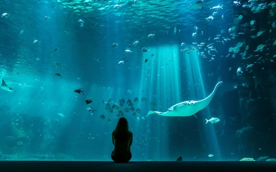 Product afbeelding: Nausicaá - Het grootste Aquarium in Europa