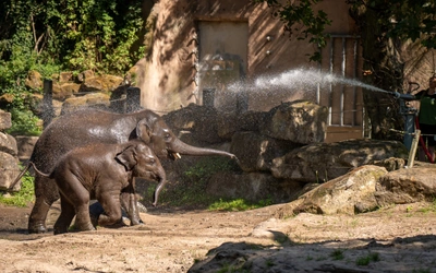 Product afbeelding: Diergaarde Blijdorp met korting