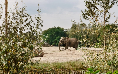 Product afbeelding: Safaripark Beekse Bergen
