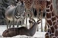 Product afbeelding thumbnail: ARTIS-Park tickets met korting