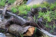 Product afbeelding thumbnail: ARTIS-Park tickets met korting