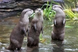 Product afbeelding thumbnail: ARTIS-Park tickets met korting