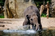 Product afbeelding thumbnail: ARTIS-Park tickets met korting
