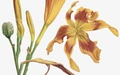 Product afbeelding thumbnail: Kunstprint Daglelie - Medy Oberendorff