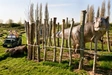 Product afbeelding thumbnail: Entreeticket Dino Experience Park + Jurassic Golf