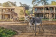 Product afbeelding thumbnail: Safari Hotel Beekse Bergen | Beleef een unieke overnachting met direct uitzicht op savanne | incl. dagelijks toegang Safaripark Beekse Bergen