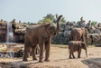 Product afbeelding thumbnail: Safari Hotel Beekse Bergen | Beleef een unieke overnachting met direct uitzicht op savanne | incl. dagelijks toegang Safaripark Beekse Bergen