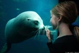 Product afbeelding thumbnail: Nausicaá - Het grootste Aquarium in Europa