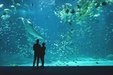 Product afbeelding thumbnail: Nausicaá - Het grootste Aquarium in Europa
