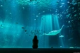 Product afbeelding thumbnail: Nausicaá - Het grootste Aquarium in Europa