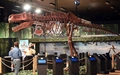 Product afbeelding thumbnail: Dino World Goes