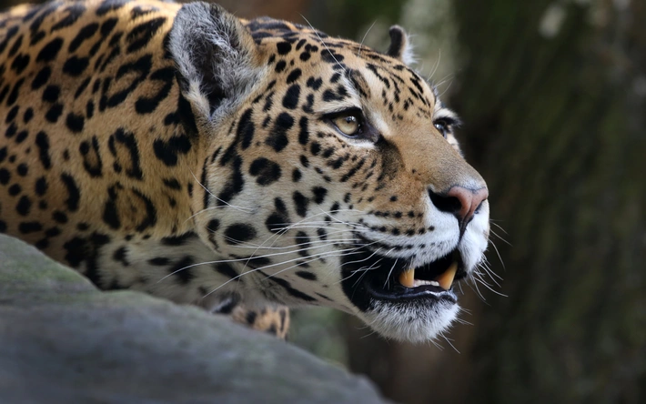 Product afbeelding: ARTIS-Park tickets met korting