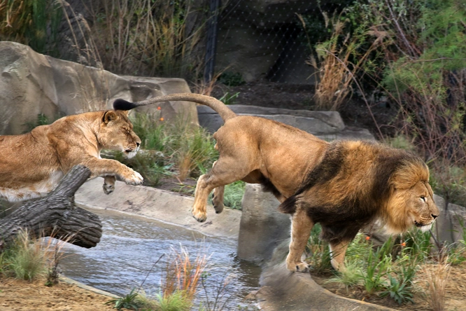 Product afbeelding: ARTIS-Park tickets met korting