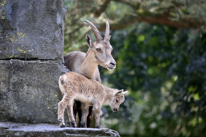 Product afbeelding: ARTIS-Park tickets met korting