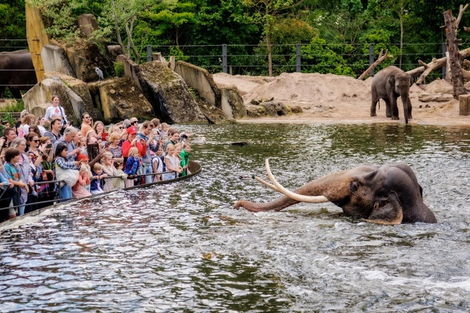 Product afbeelding: ARTIS-Park tickets met korting