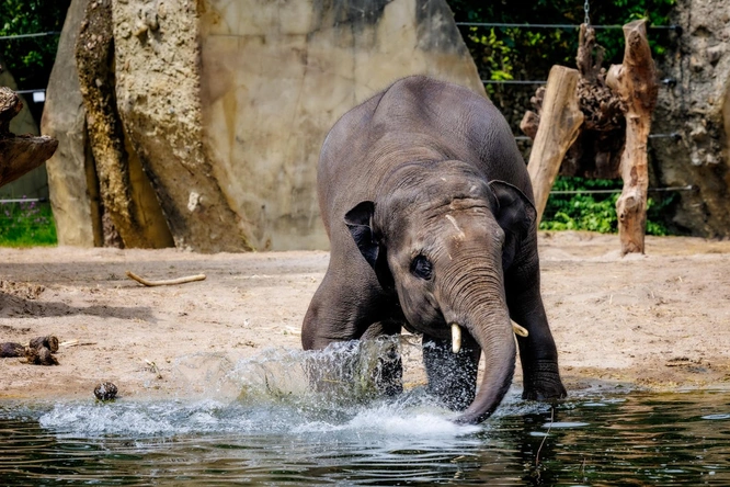 Product afbeelding: ARTIS-Park tickets met korting