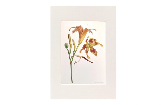 Product afbeelding: Kunstprint Daglelie - Medy Oberendorff