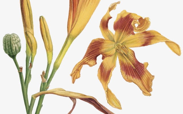 Product afbeelding: Kunstprint Daglelie - Medy Oberendorff