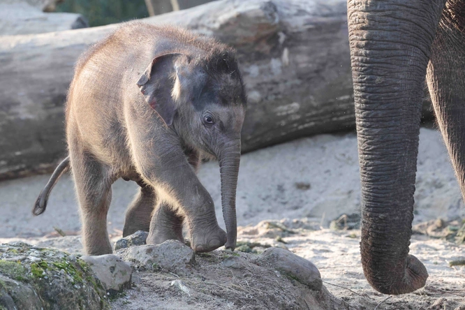 Product afbeelding: ARTIS-Park tickets met korting