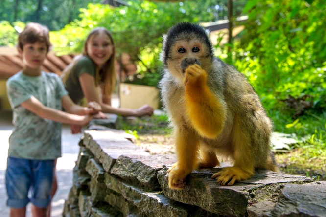 Product afbeelding: Apenheul