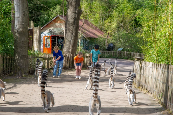 Product afbeelding: Apenheul