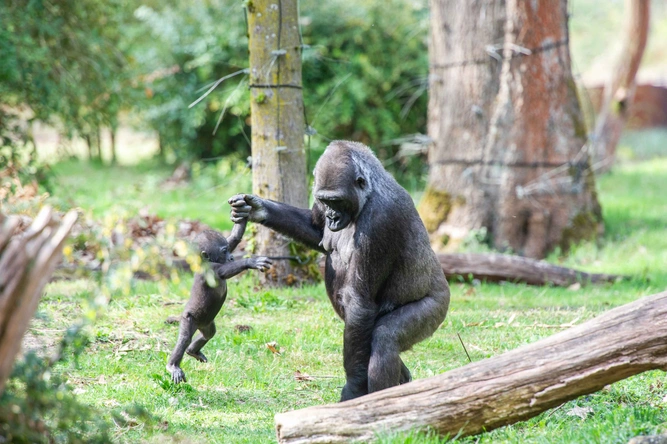 Product afbeelding: Apenheul