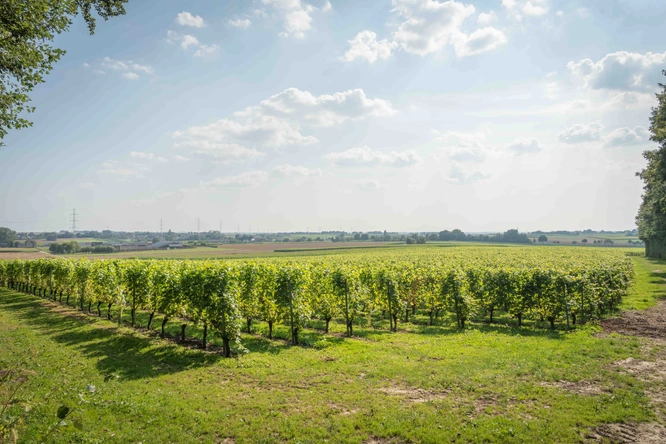 Product afbeelding: Wijntours | Ontdek de regio in een golfkar incl. lunch + fles Bilzamico