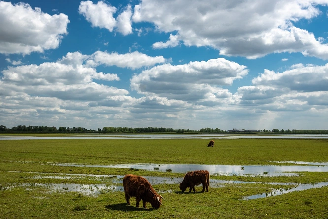 Product afbeelding: Zilvermeeuw Rondvaart Biesbosch