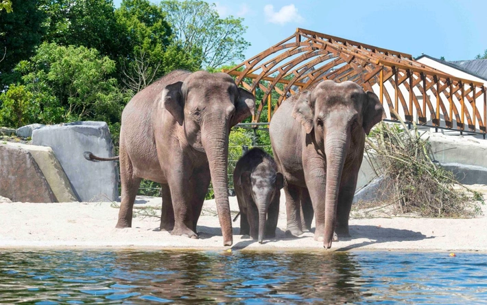 Product afbeelding: ARTIS-Park tickets met korting