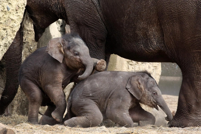 Product afbeelding: ARTIS-Park tickets met korting