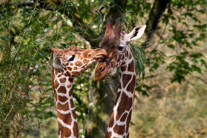 Product afbeelding: ARTIS-Park tickets met korting