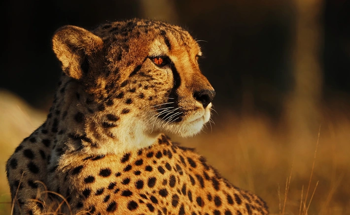 Product afbeelding: Safari Hotel Beekse Bergen | Beleef een unieke overnachting met direct uitzicht op savanne | incl. dagelijks toegang Safaripark Beekse Bergen