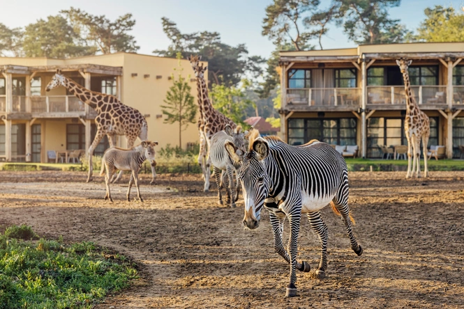 Product afbeelding: Safari Hotel Beekse Bergen | Beleef een unieke overnachting met direct uitzicht op savanne | incl. dagelijks toegang Safaripark Beekse Bergen