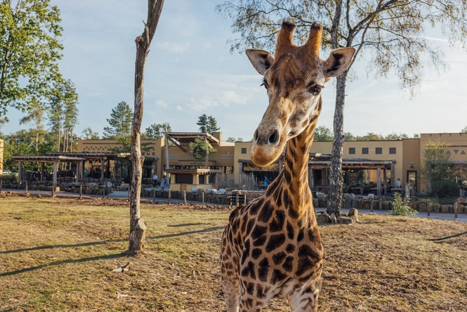 Product afbeelding: Safari Hotel Beekse Bergen | Beleef een unieke overnachting met direct uitzicht op savanne | incl. dagelijks toegang Safaripark Beekse Bergen
