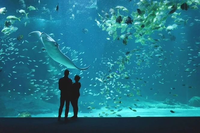 Product afbeelding: Nausicaá - Het grootste Aquarium in Europa