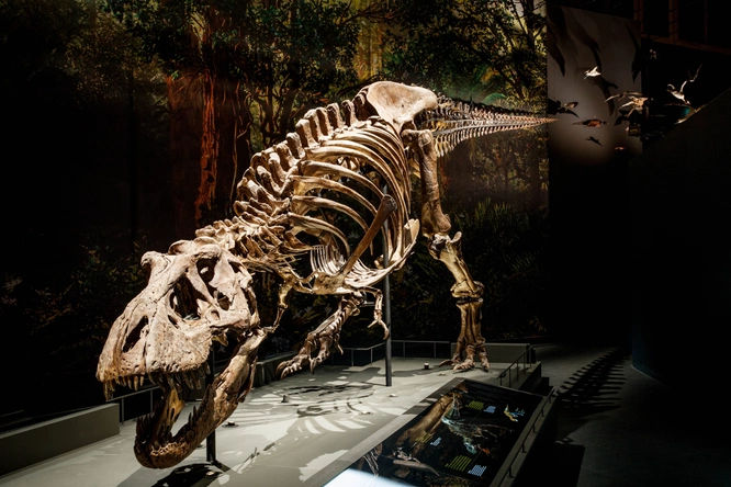 Product afbeelding: Naturalis + gratis toegang Rexperience