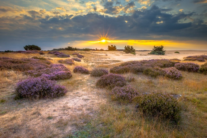 Product afbeelding: Hotel Wander | 4-Daagse wandelvakantie (ca. 55 km) over Veluwse heide & langs Kasteel Doorwerth | incl. 3-gangendiner