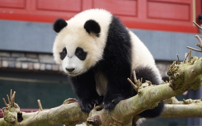 Product afbeelding: Ouwehands Dierenpark