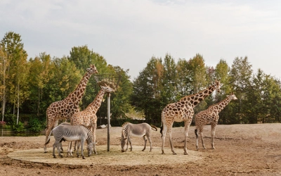 Product afbeelding: Vakantiepark Dierenbos