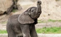 Product afbeelding thumbnail: Ouwehands Dierenpark
