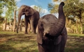 Product afbeelding thumbnail: Safaripark Beekse Bergen