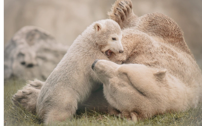 Product afbeelding: Eindhoven ZOO