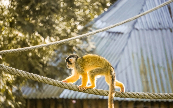Product afbeelding: ZooParc Overloon