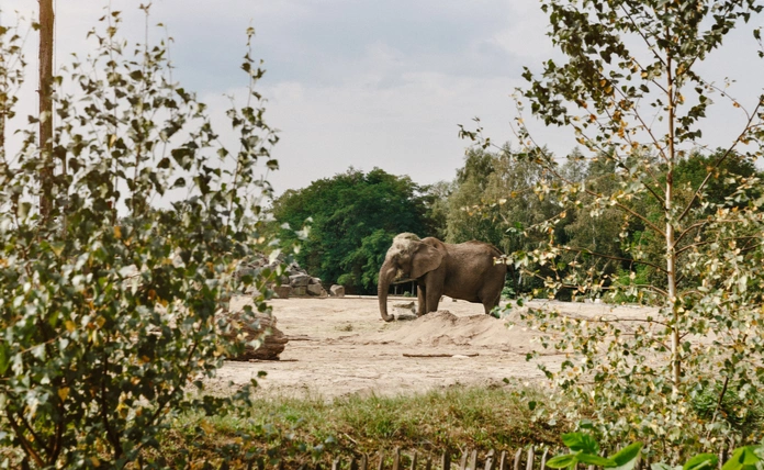 Product afbeelding: Safaripark Beekse Bergen