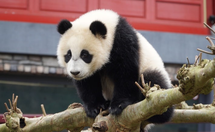 ouwehands dierenpark.jpg