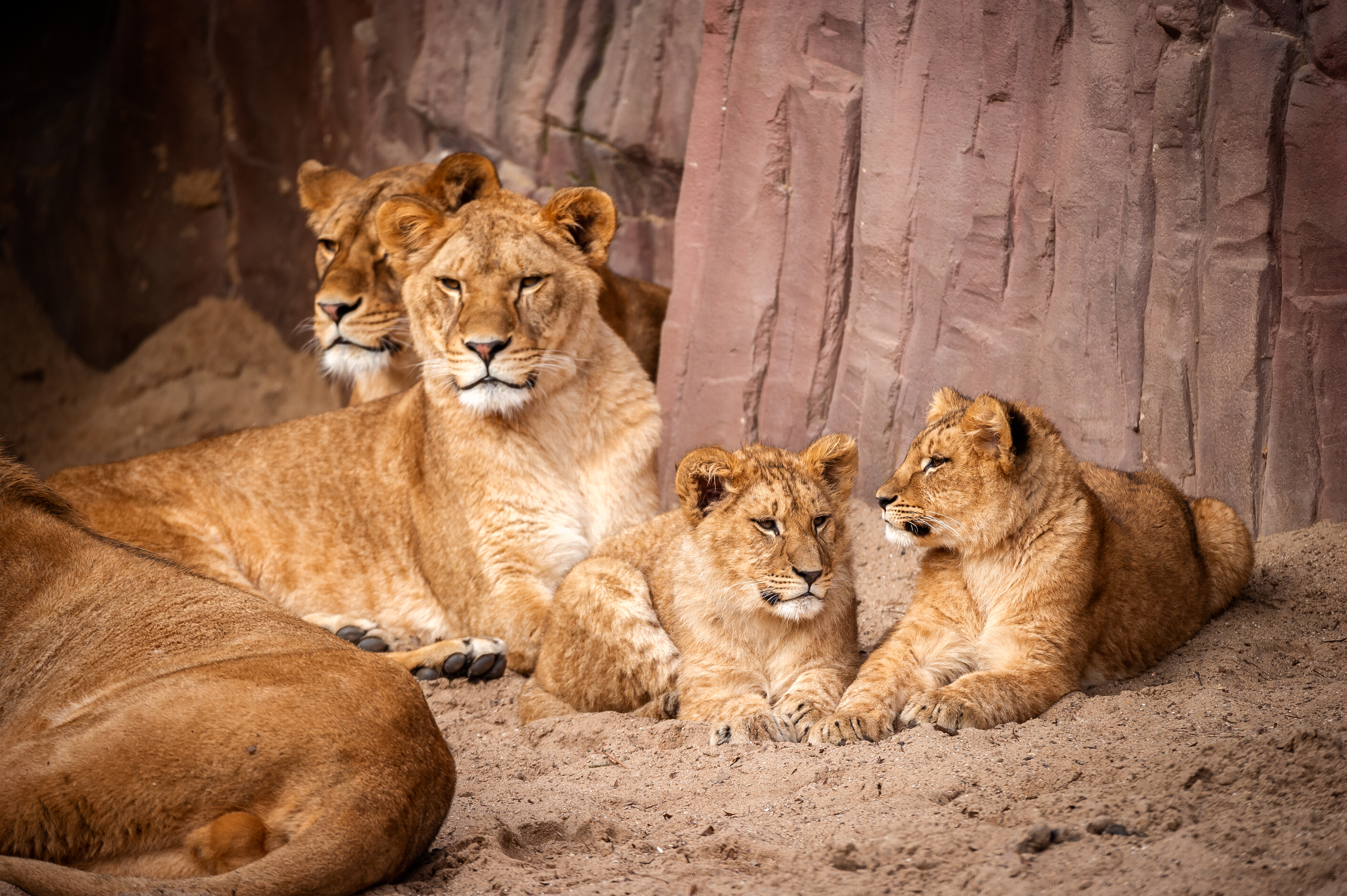 leeuwen ZOO Antwerpen Waka op voorgrond Tasa op achtergrond Jonas Verhulst 17032023 (7).jpg
