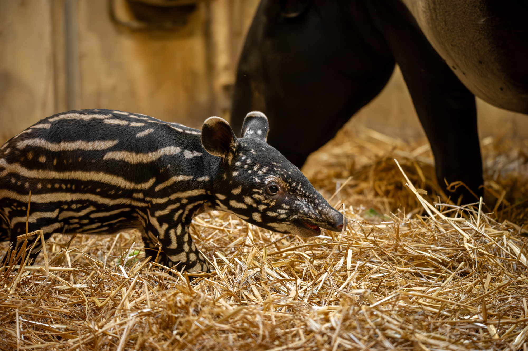 zootapirjong25aug2024jonasverhulst-3.jpg